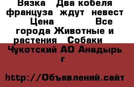  Вязка ! Два кобеля француза ,ждут  невест.. › Цена ­ 11 000 - Все города Животные и растения » Собаки   . Чукотский АО,Анадырь г.